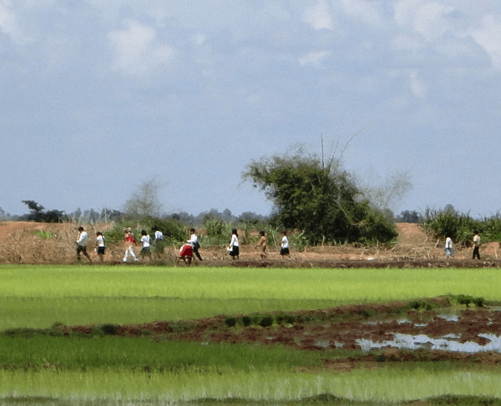 A farming field in Cambodia.