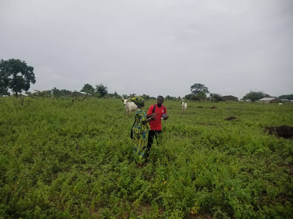 Man and woman stand in a field with animals in the back ground and talk, Benin