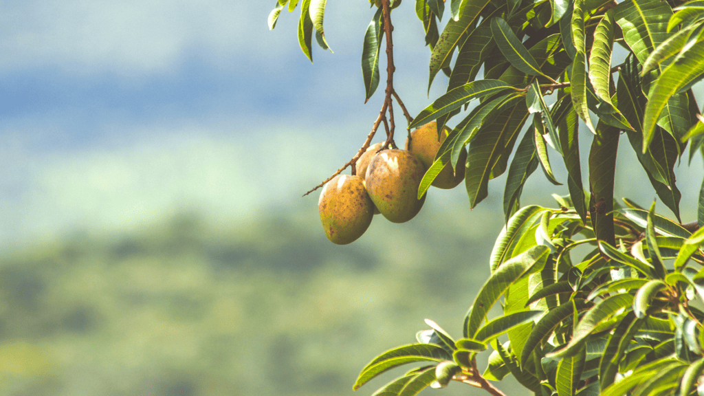 Mango tree in western Africa